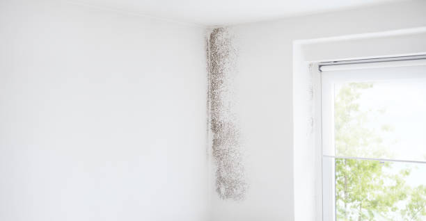 Best Forensic Mold Investigation  in Ephraim, UT