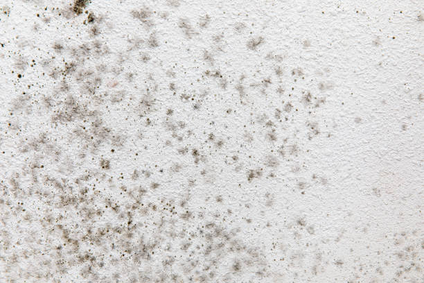 Best Mold Odor Removal Services  in Ephraim, UT