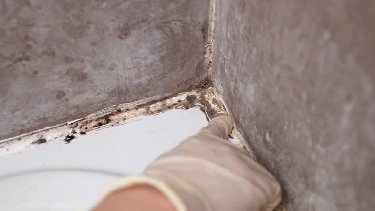  Ephraim, UT Mold Removal Pros