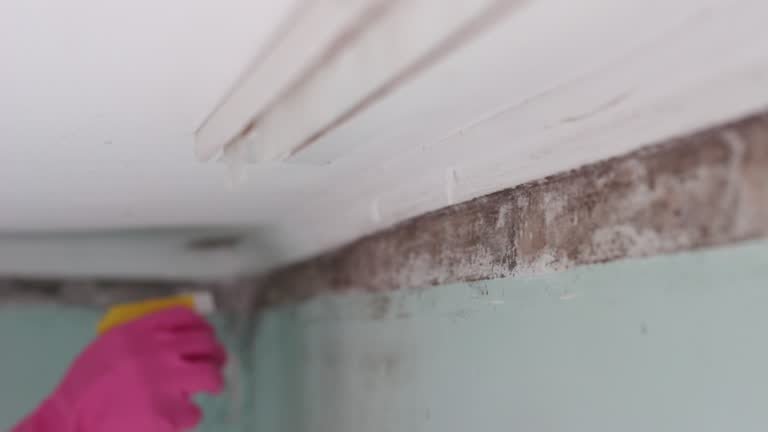 Best Attic Mold Removal  in Ephraim, UT